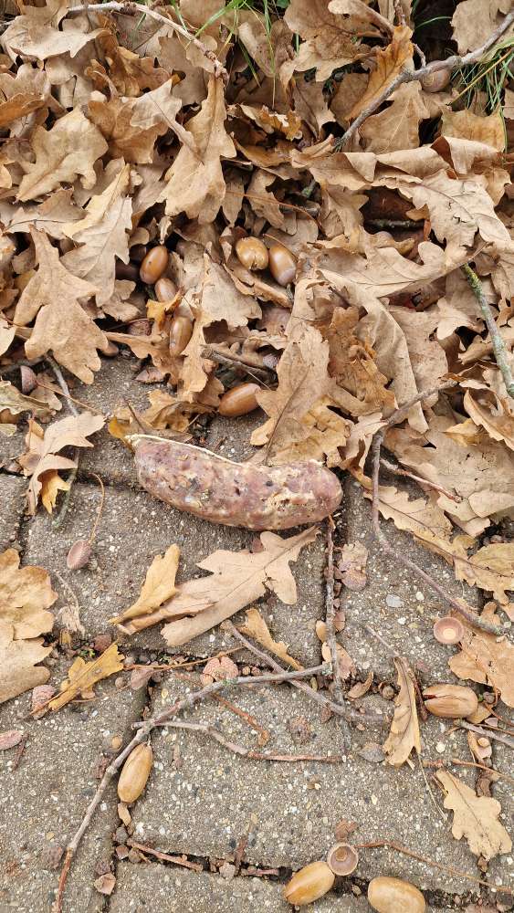 Giftköder-Möglicherweise Giftköder !-Profilbild