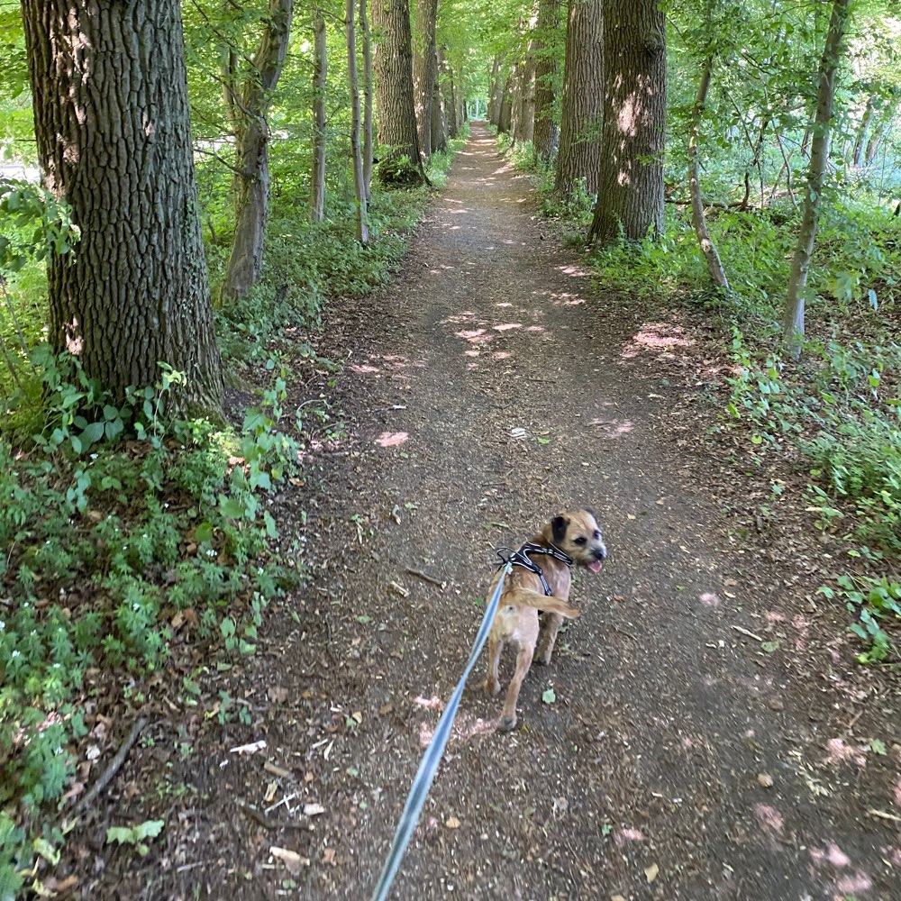 Hundetreffen-Gassi-Runde-Profilbild