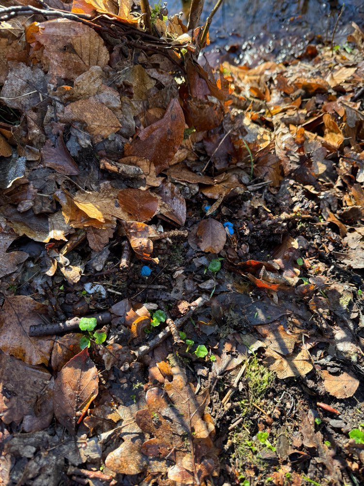 Giftköder-Giftköder-Profilbild