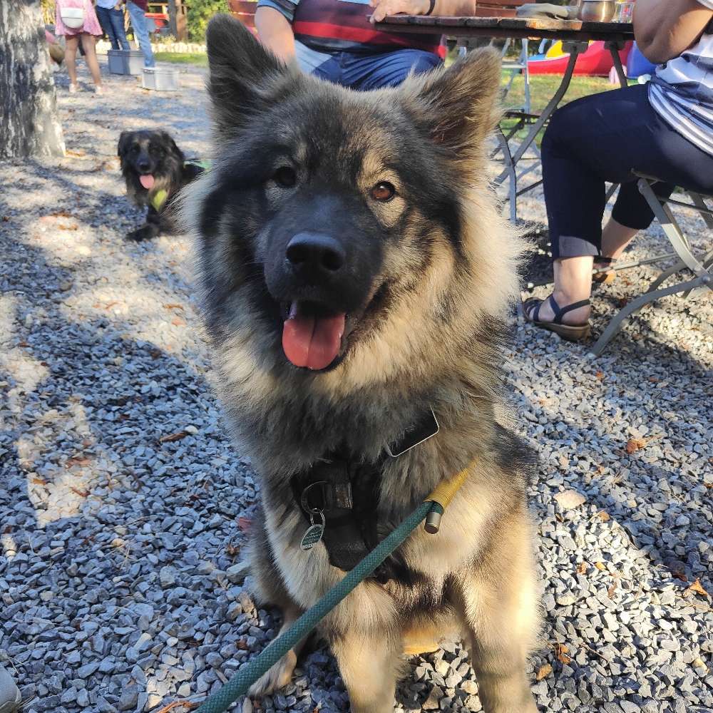 Hundetreffen-Freunde gesucht ☺️-Profilbild