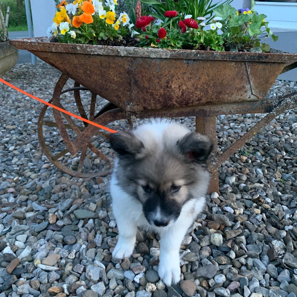 Hundetreffen-Welpen und Junghunde treffen-Profilbild