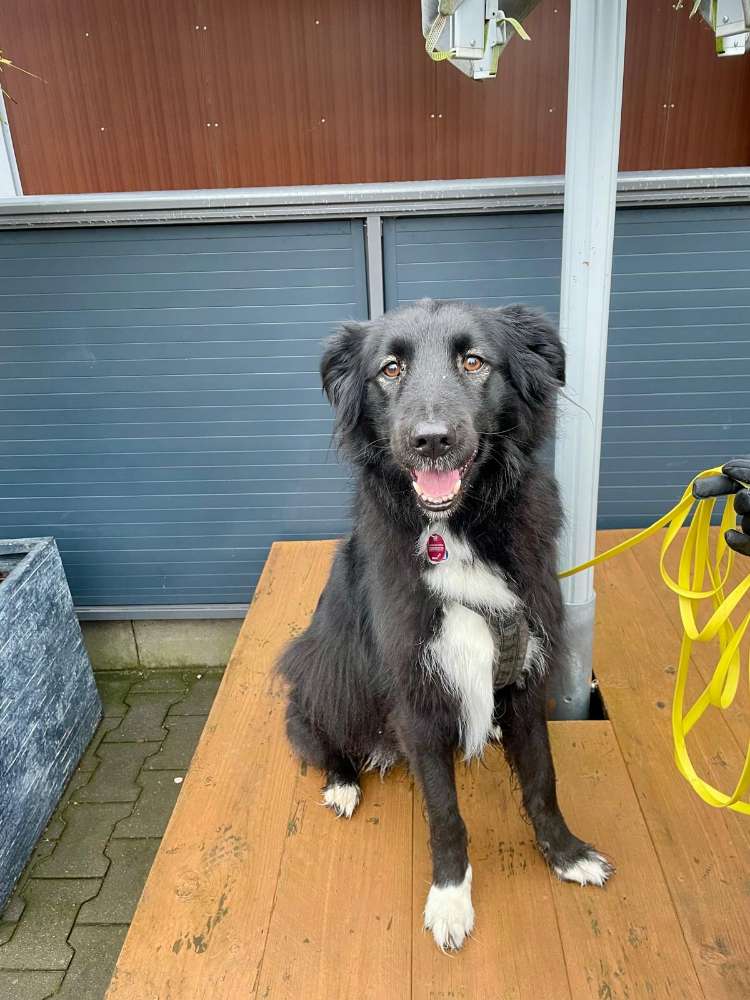 Hundetreffen-Gemeinsame Hunderunde in und um Neukirchen-Vluyn-Profilbild