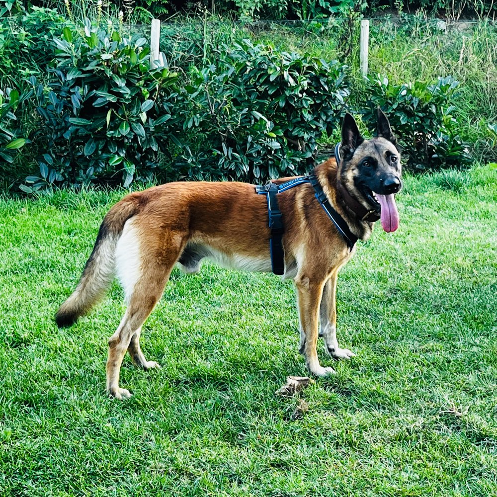 Hundetreffen-Sozial Walk-Profilbild