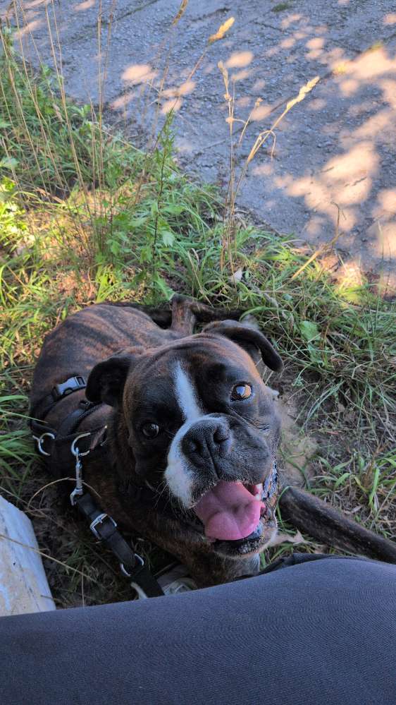 Hundetreffen-Boxer sucht Spielfreundin und/oder Gassipartnerin-Profilbild