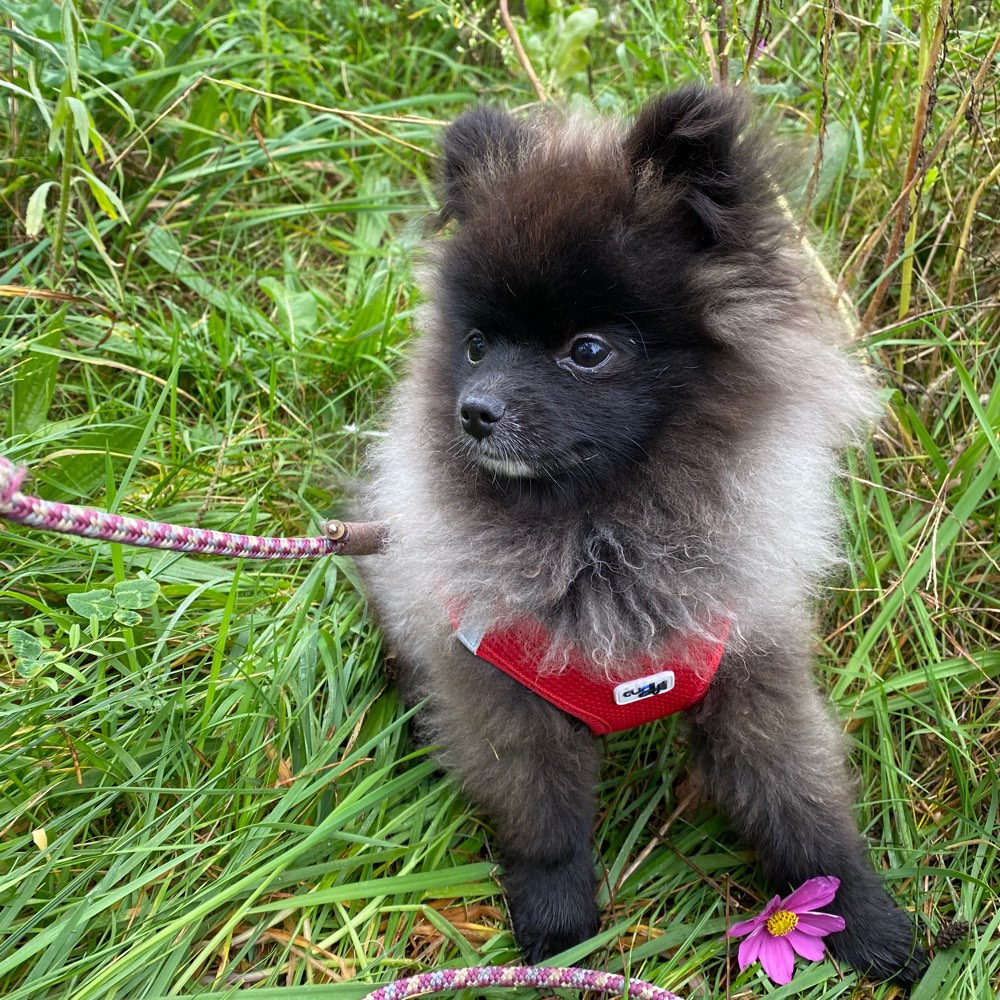 Hundetreffen-Spieltreffen für zwergis-Profilbild