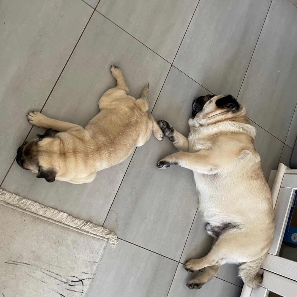 Hundetreffen-Mops spiel und gassi Freunde-Profilbild