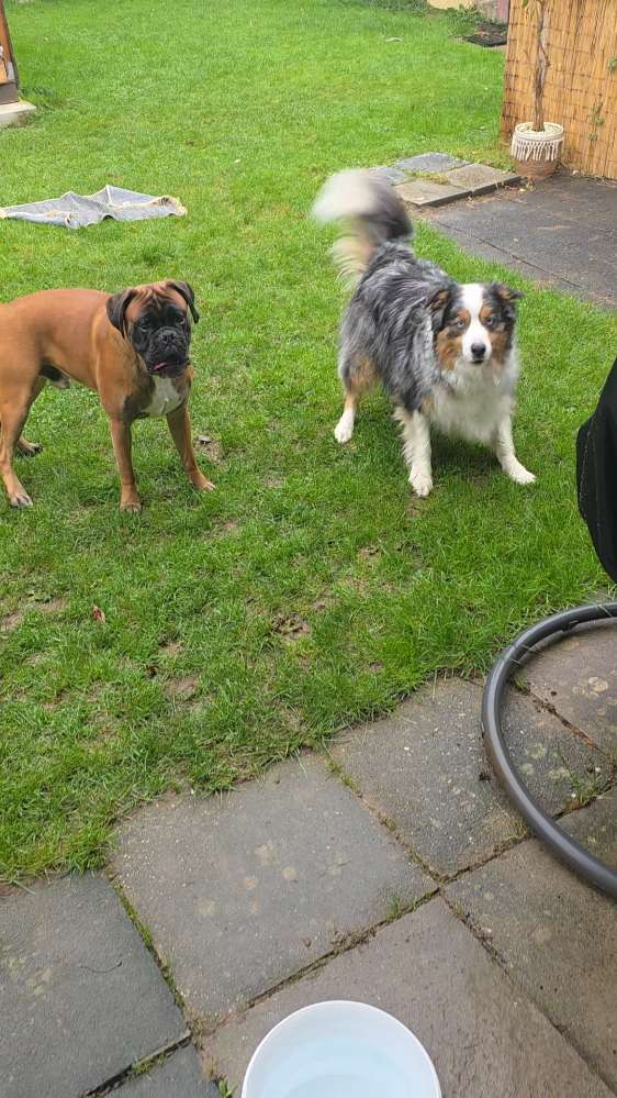 Hundetreffen-Verspielter Boxer Rüde sucht Spielkameraden-Profilbild