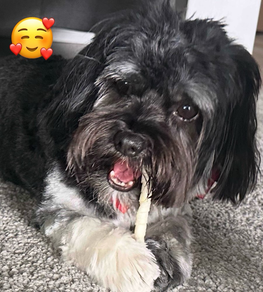 Hundetreffen-Spaziergänge und spielen-Profilbild