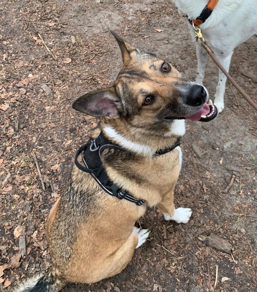 Hundetreffen-Zusammen Laufen und Freunde finden-Profilbild