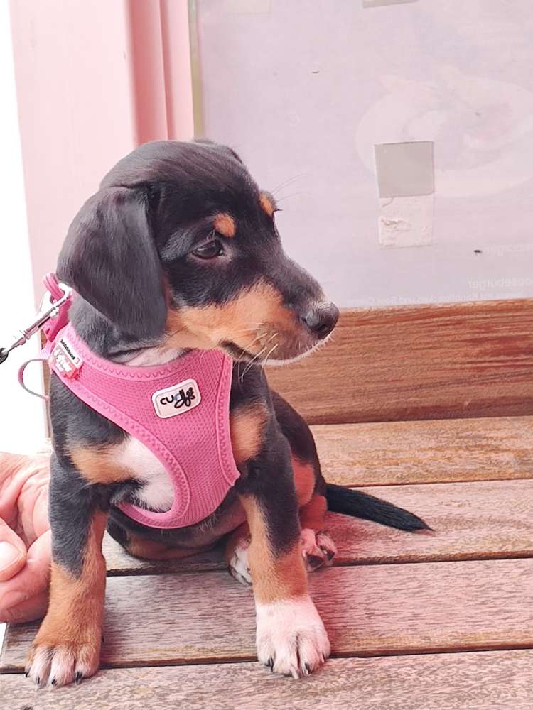 Hundetreffen-Welpentreffen im Schloßpark Pankow-Profilbild