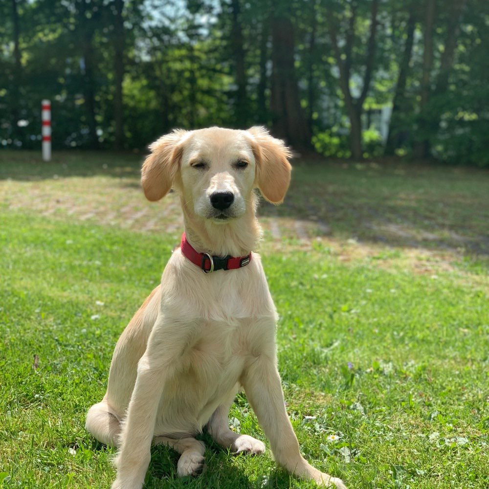 Hundetreffen-Erkrath-Profilbild