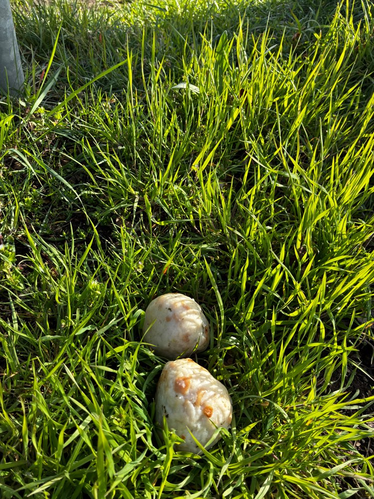 Giftköder-Semmelknödel als Giftköder-Profilbild