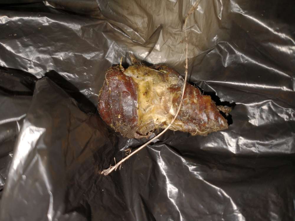 Giftköder-Mögliche Köder-Profilbild