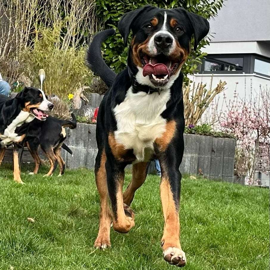 Hundetreffen-Kontakt-Profilbild