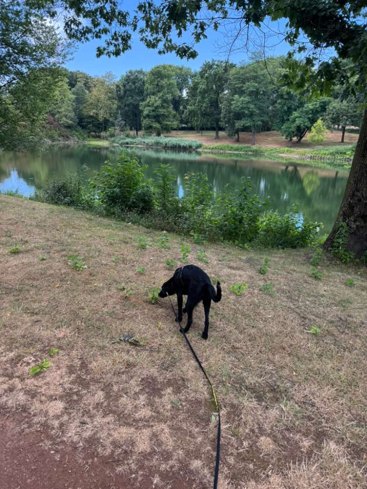 Hundetreffen-Spiel- und Gassipartner gesucht 🐶🐾-Profilbild