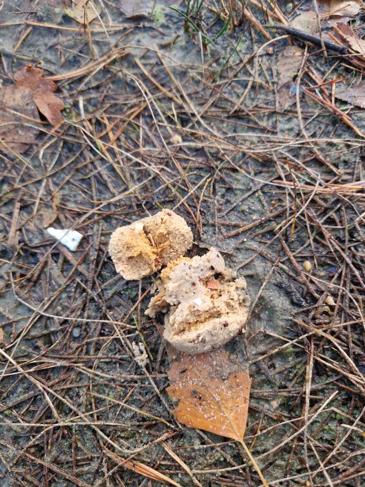 Giftköder-Eventuell Giftköder-Profilbild