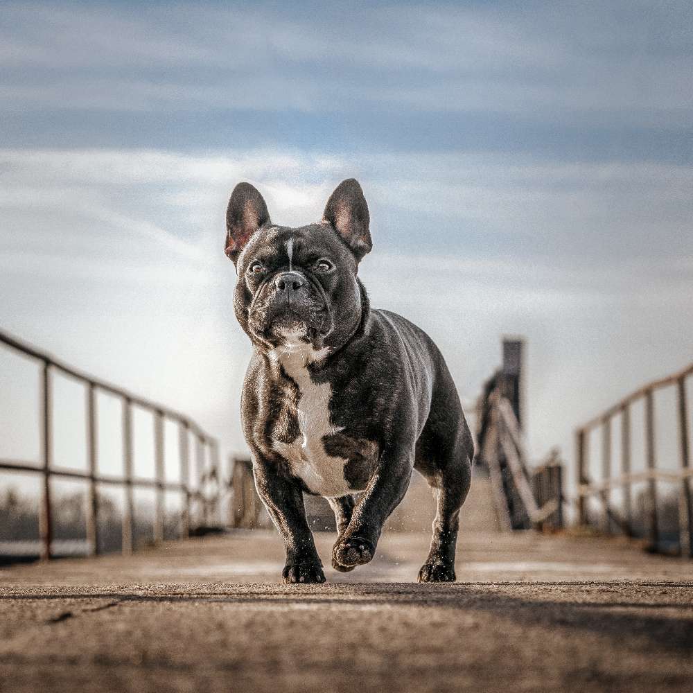Hundetreffen-Ruffy sucht Social Walk Partner-Profilbild