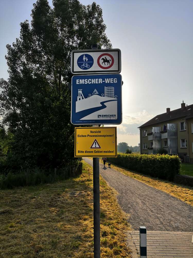 Giftköder-Eichenprozessionsspinner-Profilbild