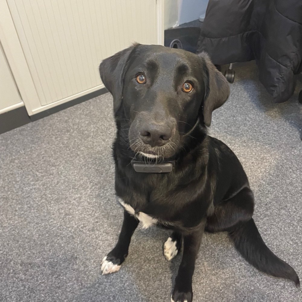 Hundetreffen-Trainingspartner zum Spazierengehen gesucht-Profilbild