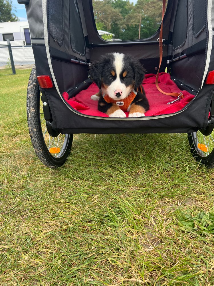 Hundetreffen-Welpentreffen in  HH-Langenhorn und Umgebung-Profilbild