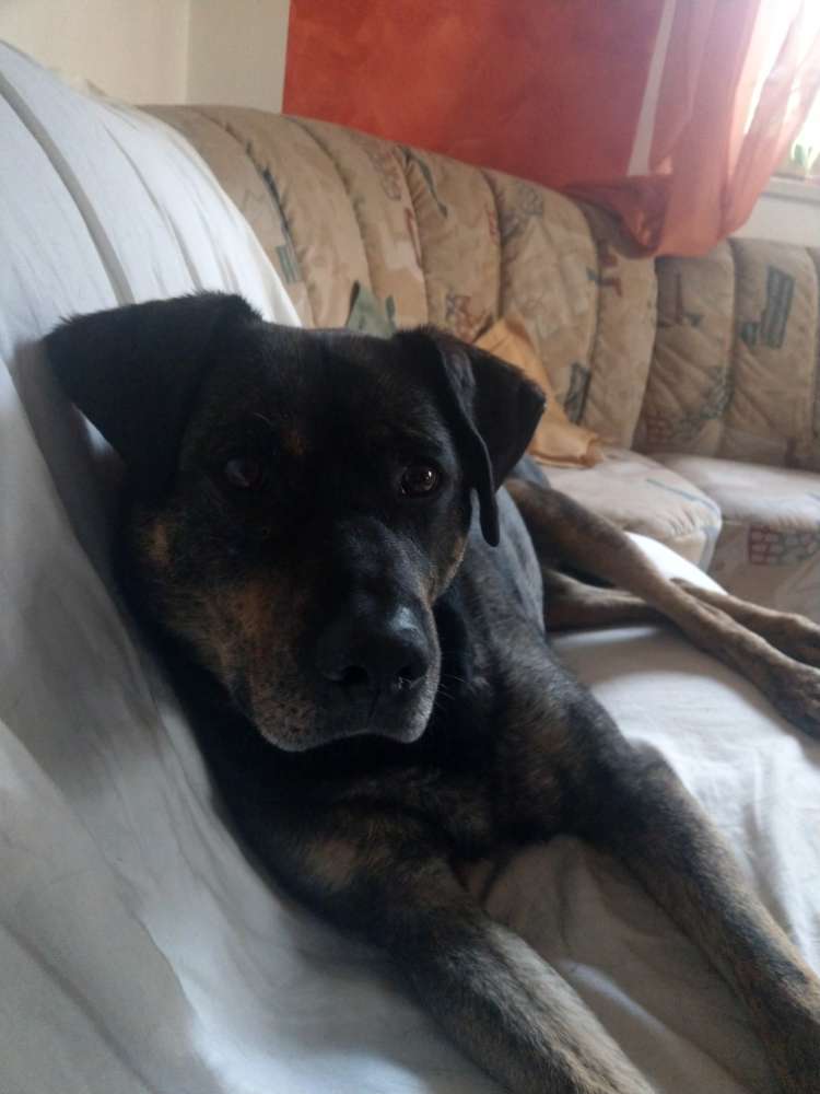 Hundetreffen-Gassi-und Spieltreff-Profilbild