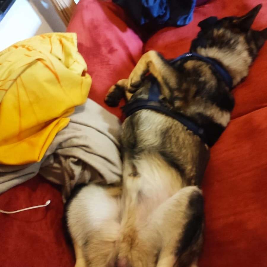 Hundetreffen-Feierabendrunde-Profilbild