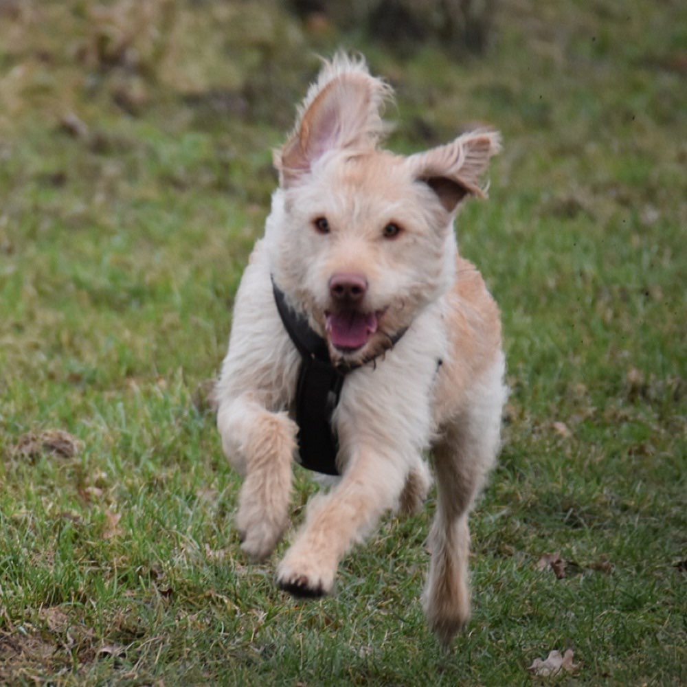 Hundetreffen-Spielen / Spazieren gehen-Profilbild