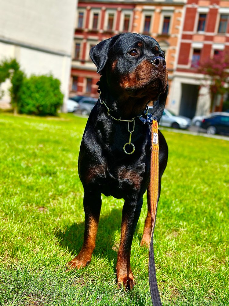 Hundetreffen-Gassirunde-Profilbild