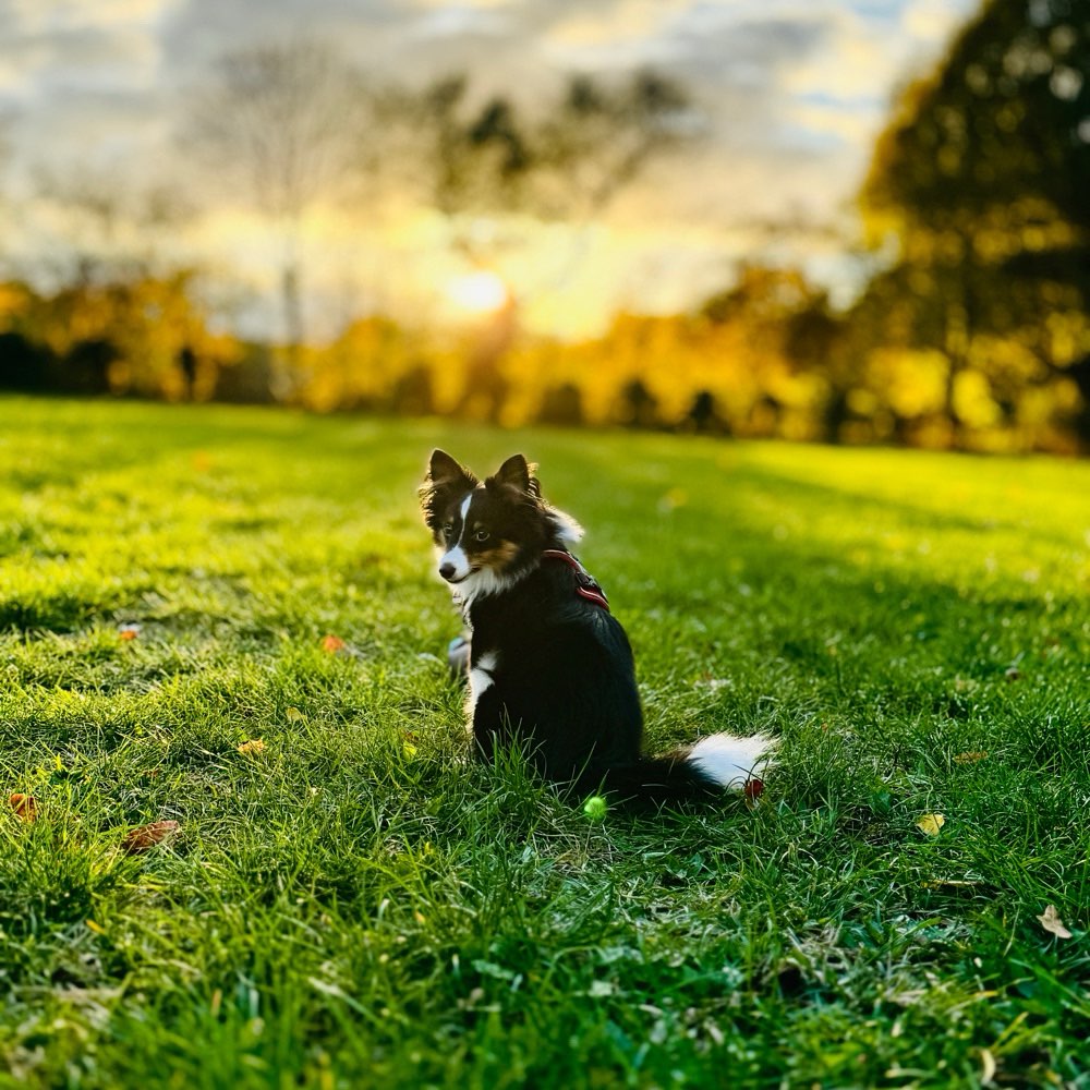 Hundetreffen-Kennenlernen in der Umgebung-Profilbild