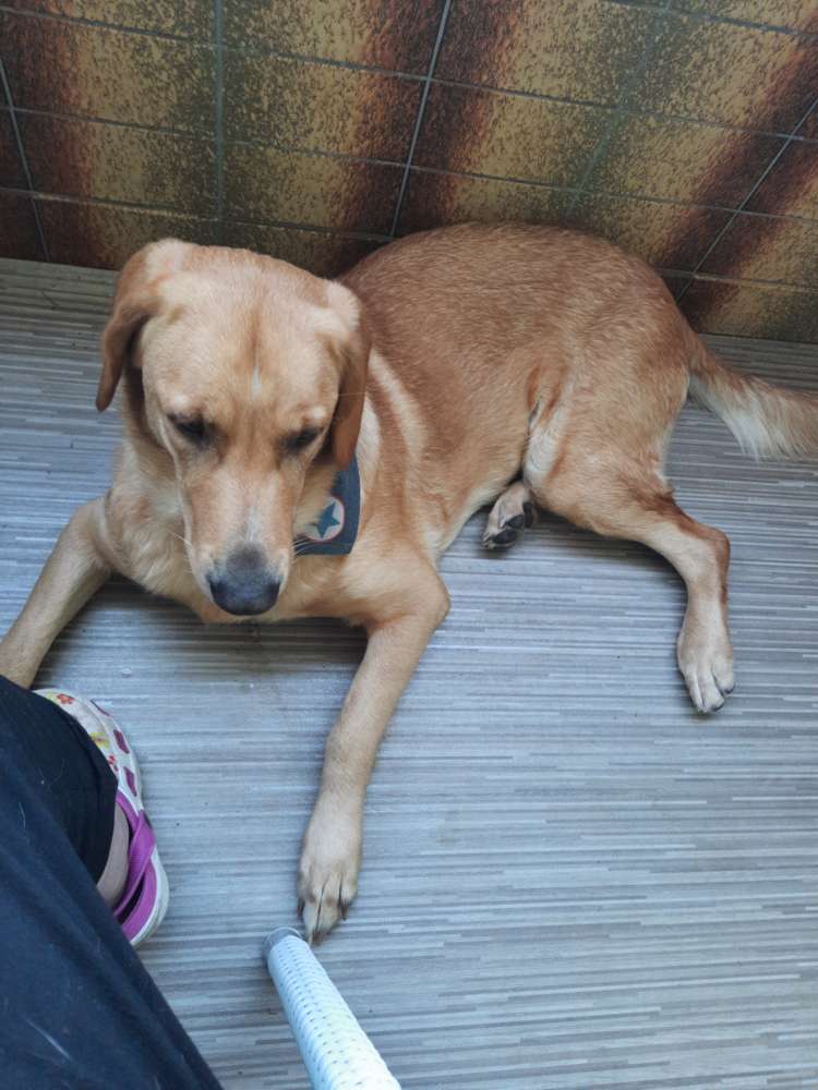 Hundetreffen-Spielfreude in Frechen(größere Hunde)-Profilbild