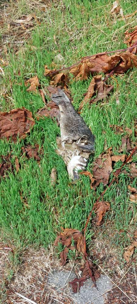 Giftköder-Tierkadaver-Profilbild