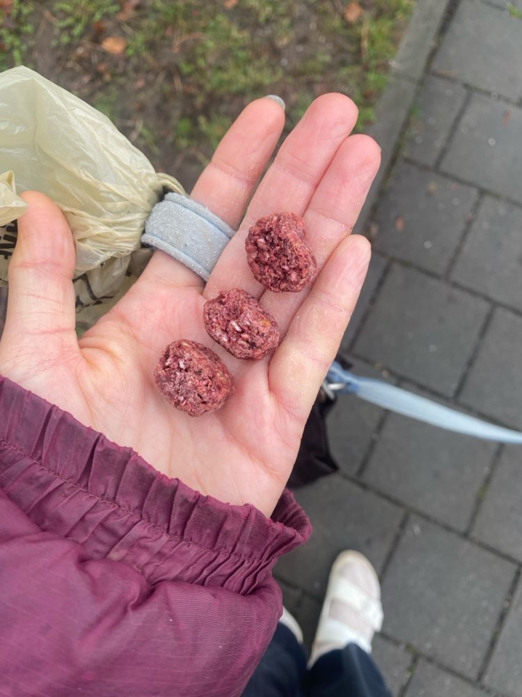 Giftköder-Evt Giftköder?-Profilbild