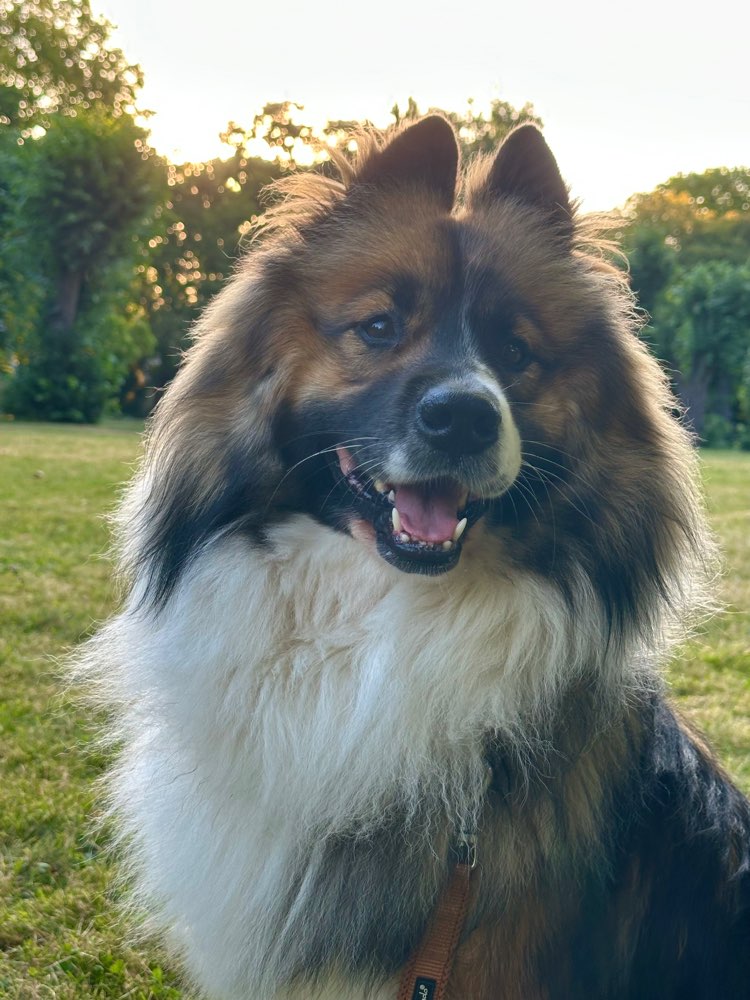 Hundetreffen-Ruhiger Trainingspartner gesucht-Profilbild