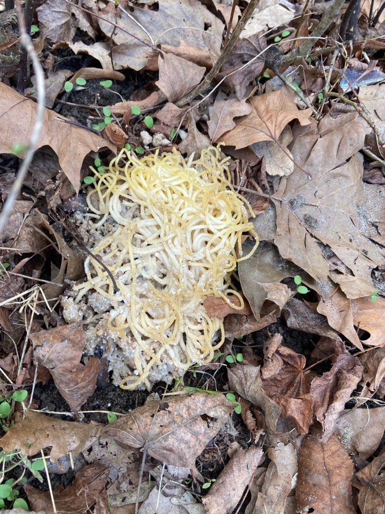 Giftköder-Giftköder-Profilbild