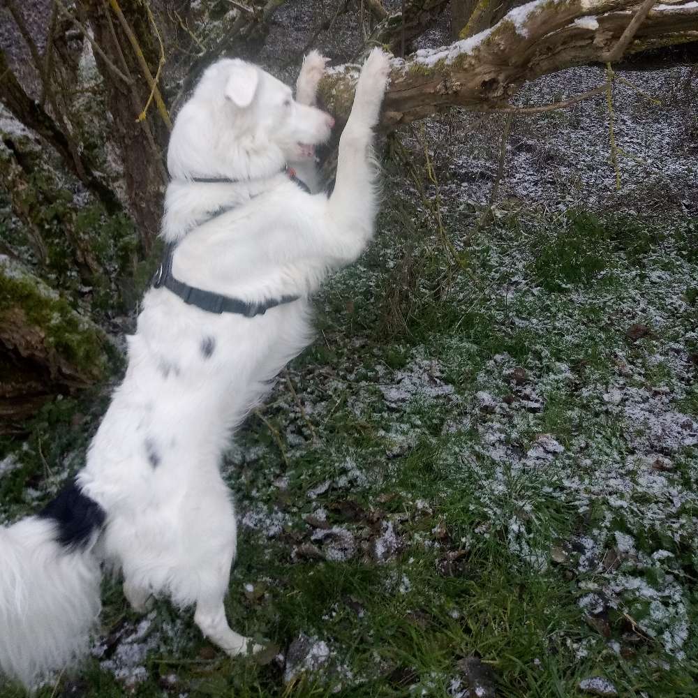 Hundetreffen-Beschäftigungsspaziergang, Tricks, Nasenspiele, zwanglos, Spaß mit Hund-Profilbild