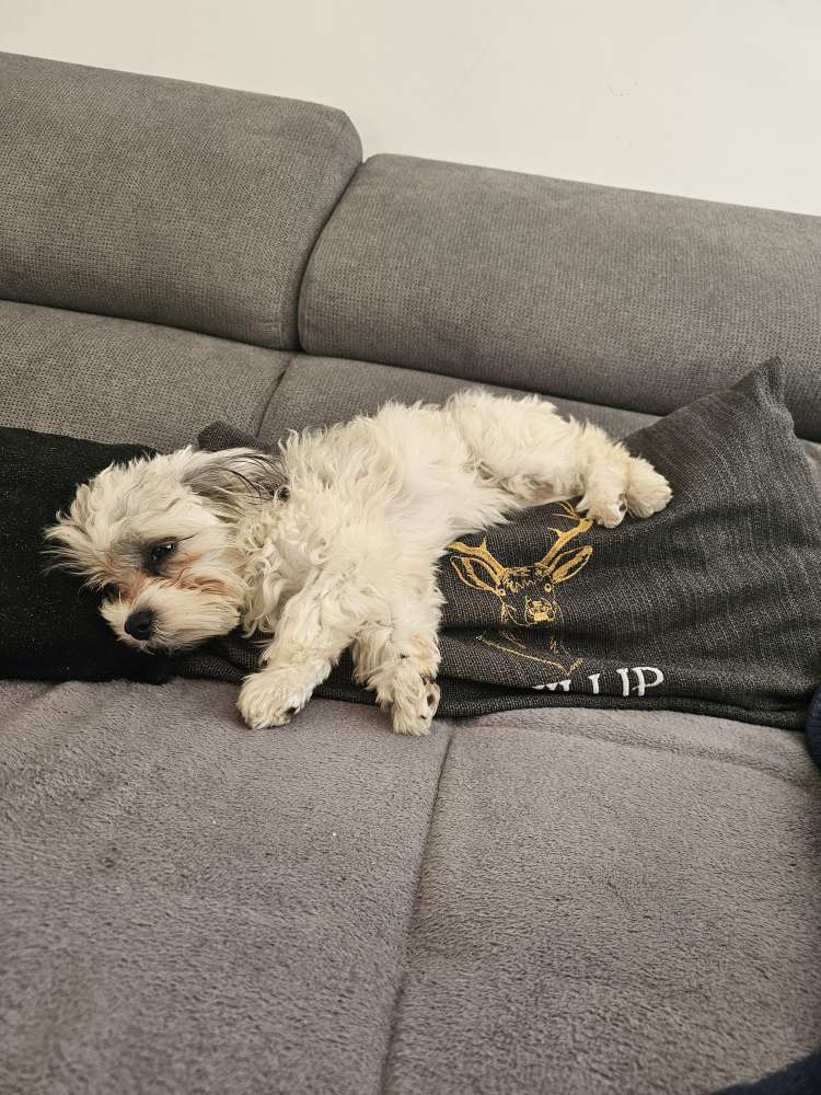 Hundetreffen-Junghunde/Hunde treffen/Spaziergang-Profilbild