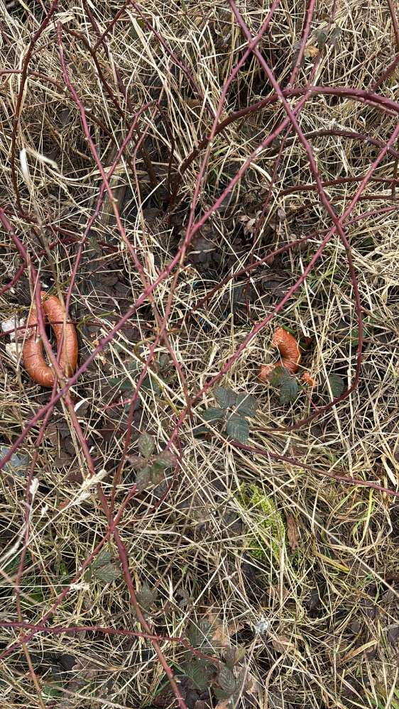 Giftköder-Möglicher Giftköder-Profilbild