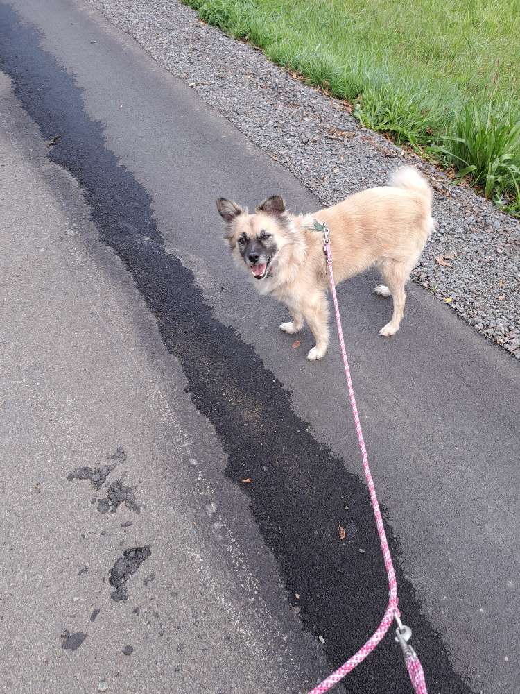 Hundetreffen-Suche Hunde freund-Profilbild