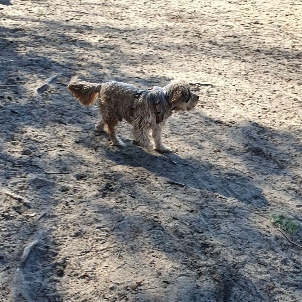 Hundetreffen-Gassi Runden-Profilbild