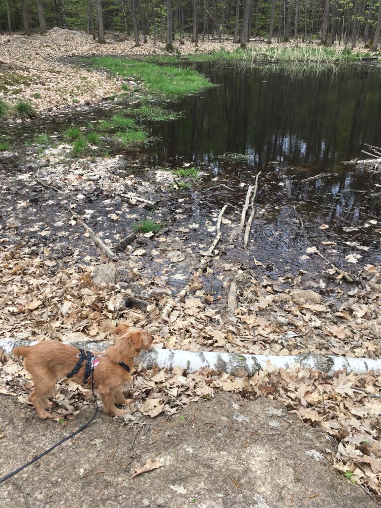 Hundetreffen-Gassi und Spielen-Profilbild