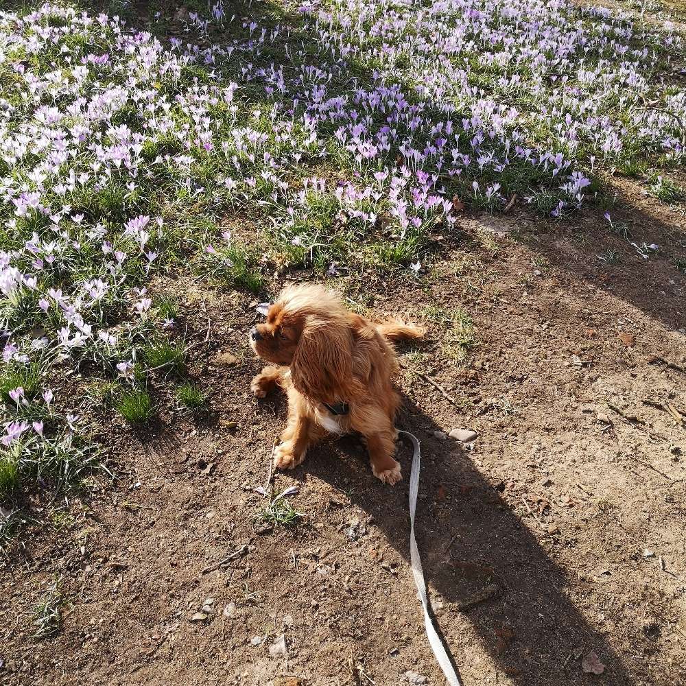 Hundetreffen-Spielen in eingezäuntem Bereich-Profilbild