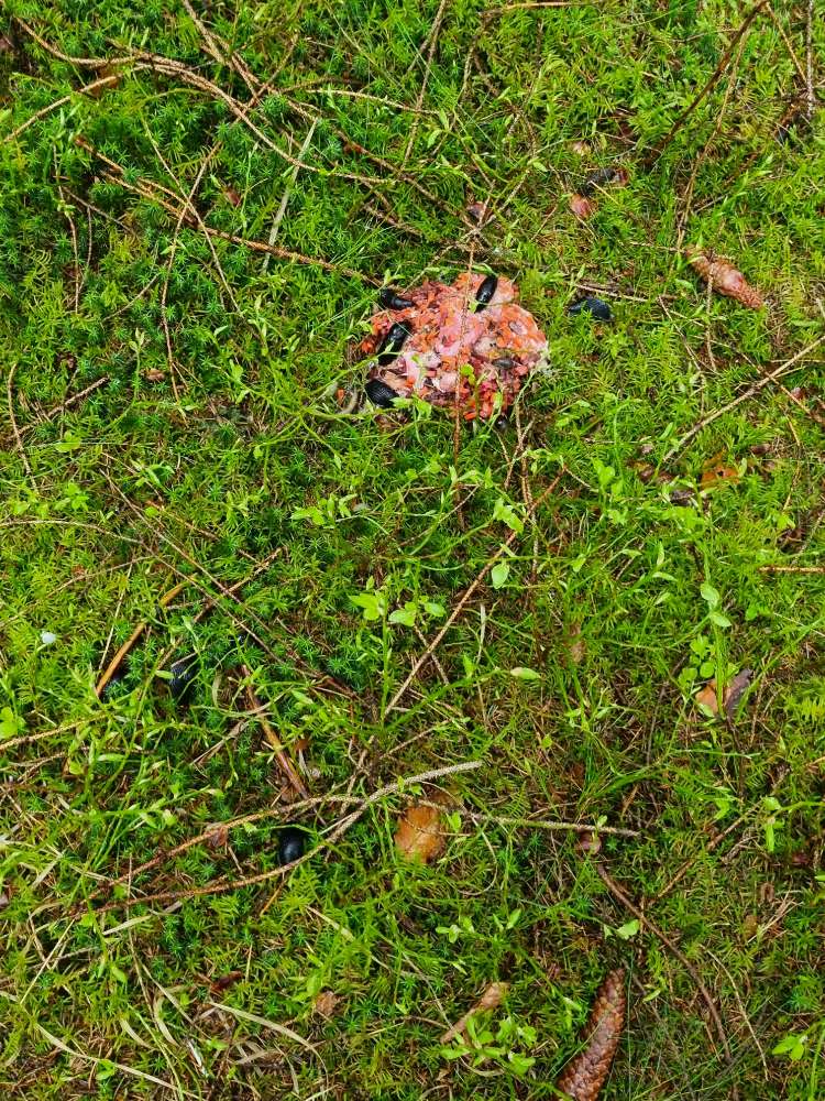 Giftköder-Rattengift im Trimmdichpfad-Profilbild