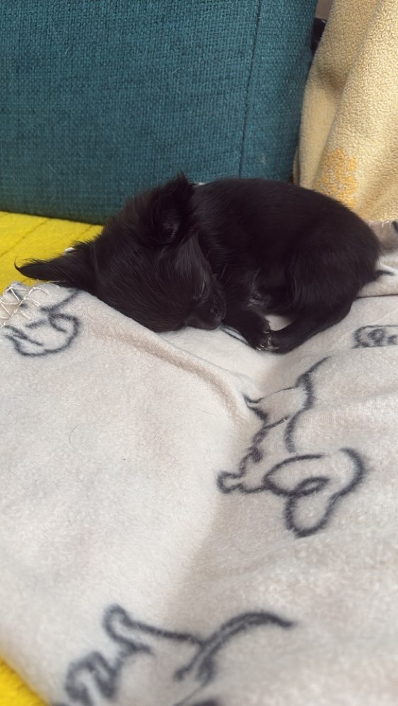 Hundetreffen-Chihuahua treffen-Profilbild