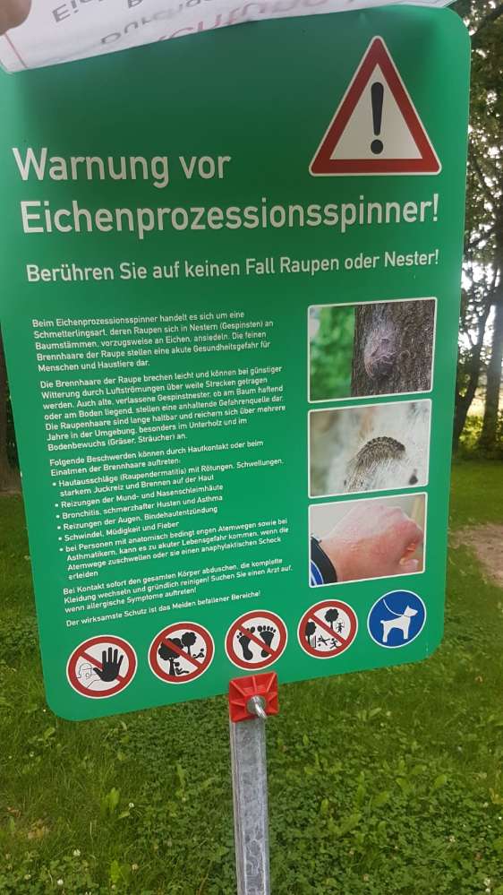 Giftköder-Eichenprozessionsspinner-Profilbild