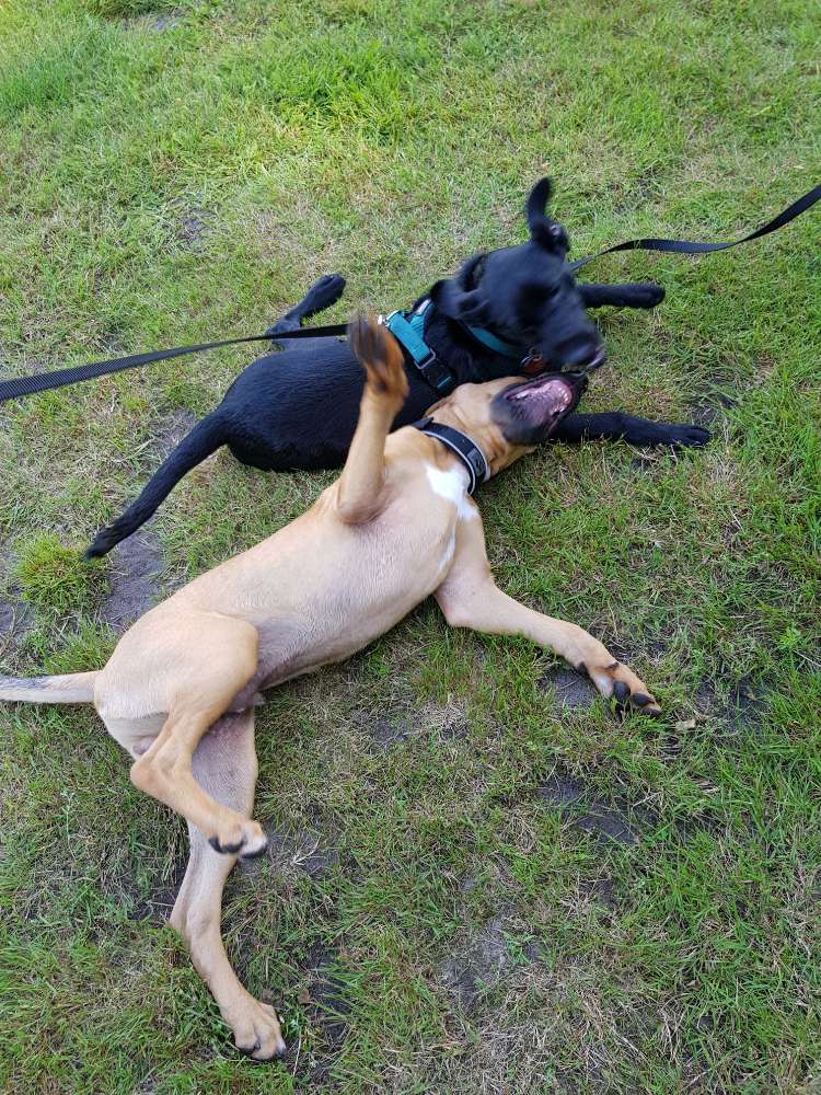 Hundetreffen-Spielen im Freien-Profilbild