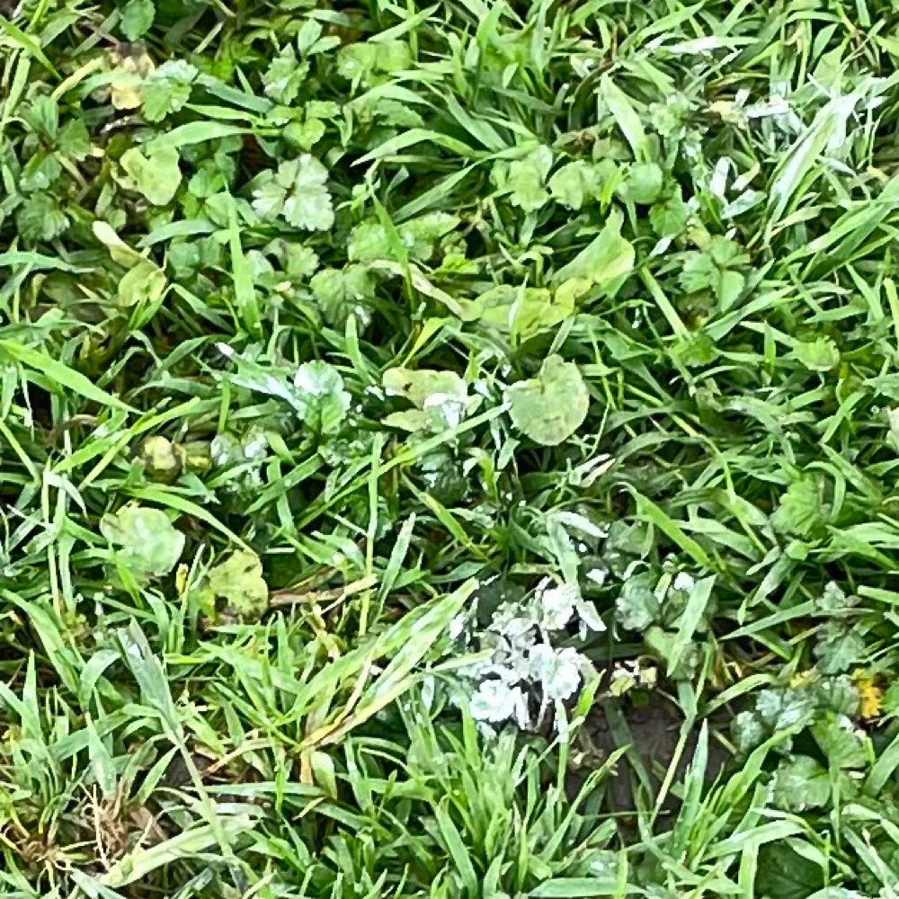 Giftköder-Weisses Pulver-Profilbild