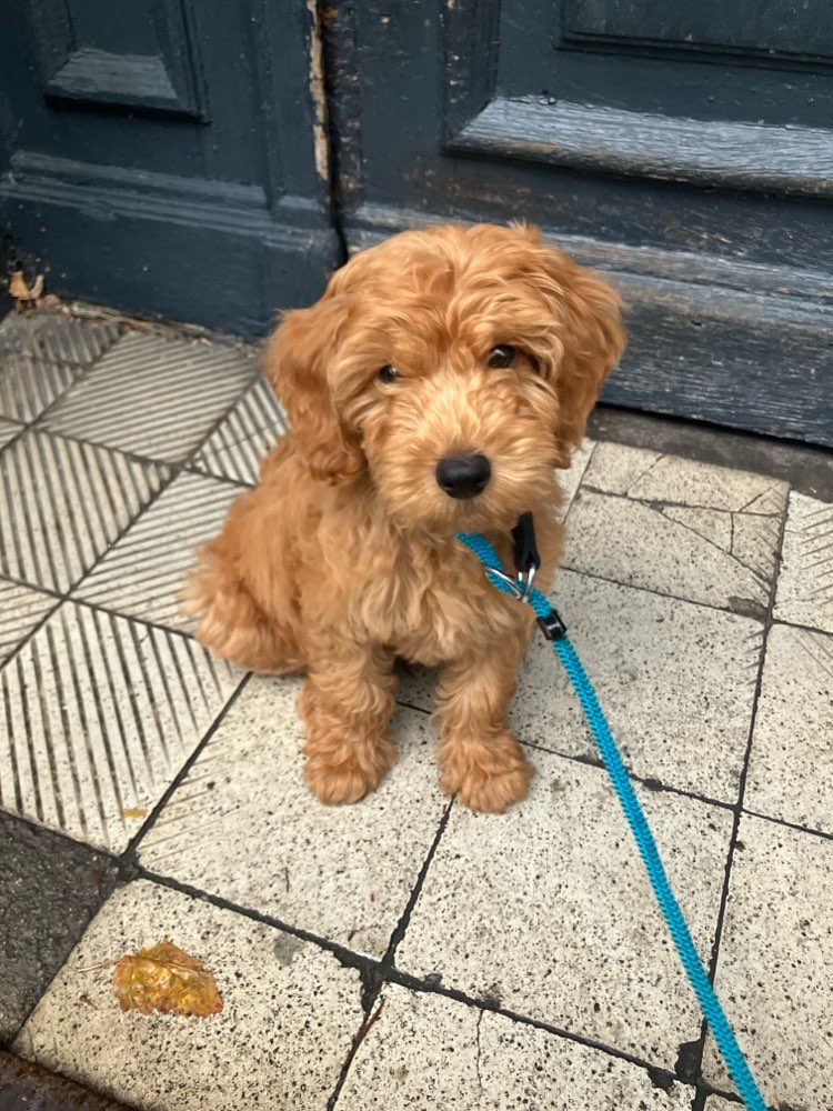 Hundetreffen-Welpentreff in Moabit-Profilbild