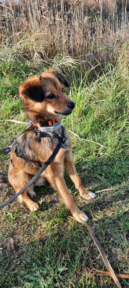 Hundetreffen-Gassirunde in Wittenau-Profilbild