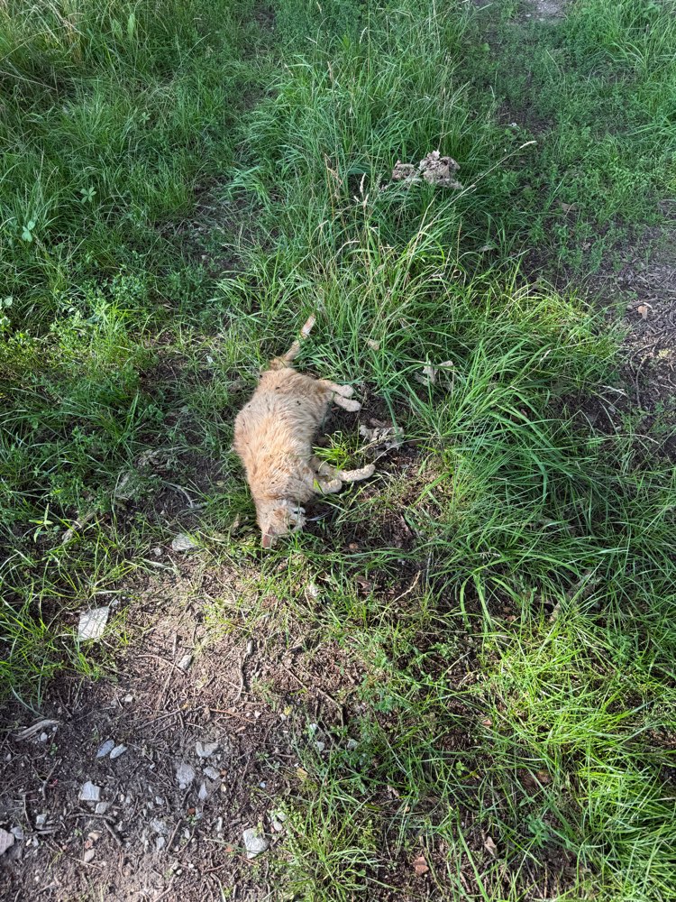 Giftköder-Tote Katze-Profilbild