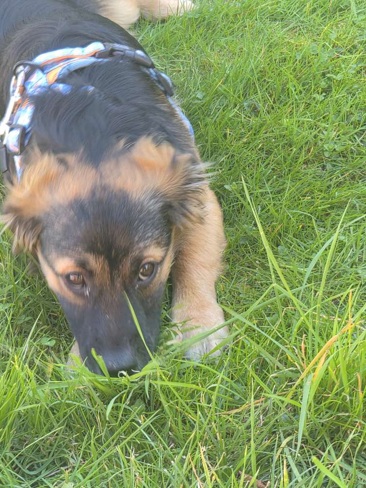 Hundetreffen-Gassi gehen-Profilbild